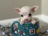 Minnie, a female Chihuahua for sale in Minneapolis, MN – Photo 3 of 10