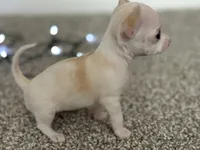 Minnie, a female Chihuahua for sale in Minneapolis, MN – Photo 8 of 10