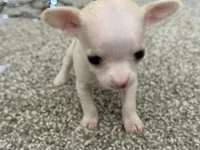 Minnie, a female Chihuahua for sale in Minneapolis, MN – Photo 9 of 10