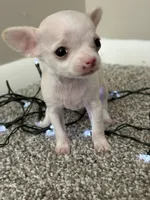 Minnie, a female Chihuahua for sale in Minneapolis, MN – Photo 10 of 10