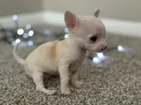 Minnie, a female Chihuahua for sale in Minneapolis, MN – Photo 7 of 10