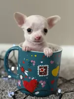 Minnie, a female Chihuahua for sale in Minneapolis, MN – Photo 2 of 10