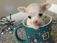 Minnie, a female Chihuahua for sale in Minneapolis, MN – Photo 5 of 10