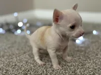 Minnie, a female Chihuahua for sale in Minneapolis, MN – Photo 6 of 10