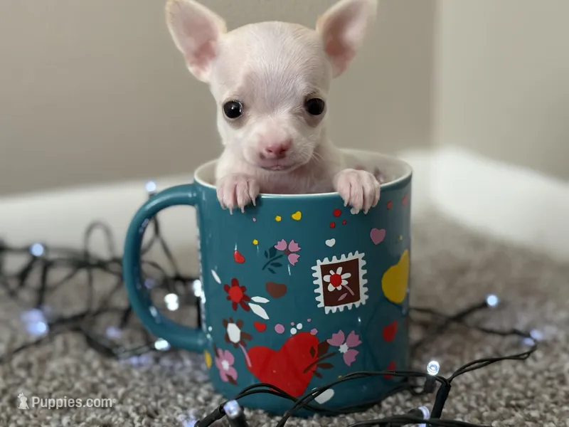 Minnie – Chihuahua puppy for sale in Minneapolis, MN