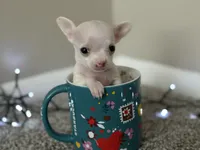 Minnie, a female Chihuahua for sale in Minneapolis, MN – Photo 4 of 10