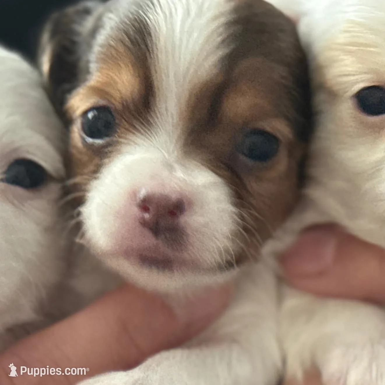 Pal, a male Chihuahua for sale in Minneapolis, MN – Photo 3 of 4