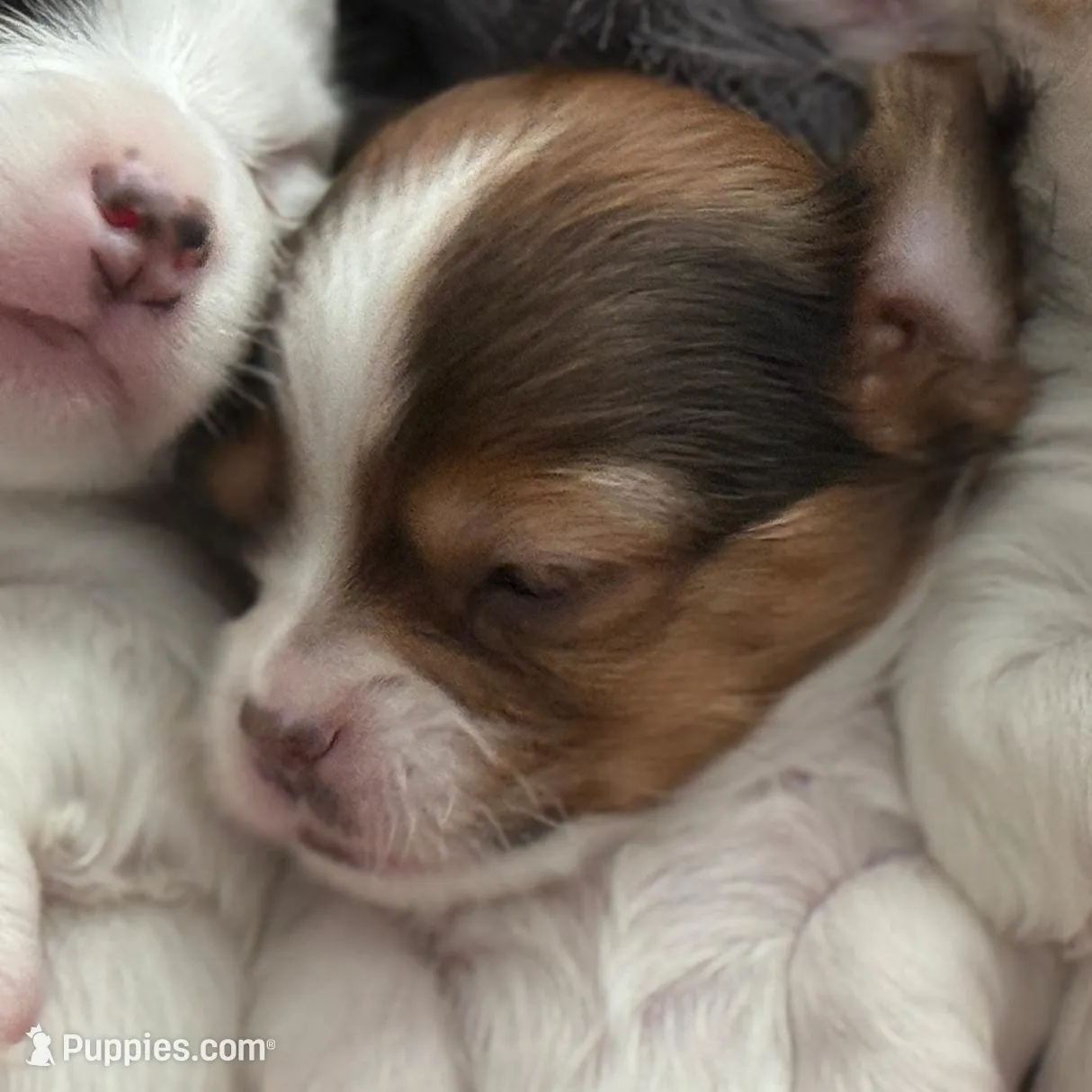 Pal, a male Chihuahua for sale in Minneapolis, MN – Photo 4 of 4