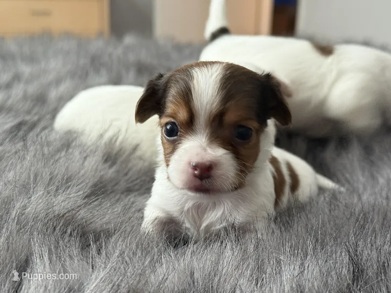 Pal, a male Chihuahua for sale in Minneapolis, MN – Photo 1 of 4