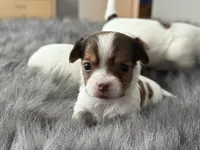 Pal, a male Chihuahua for sale in Minneapolis, MN – Photo 1 of 4