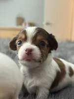 Pal, a male Chihuahua for sale in Minneapolis, MN – Photo 2 of 4