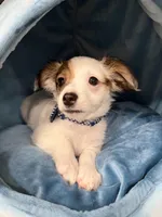 Milo, a male Chihuahua for sale in Minneapolis, MN – Photo 7 of 10