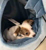 Milo, a male Chihuahua for sale in Minneapolis, MN – Photo 9 of 10