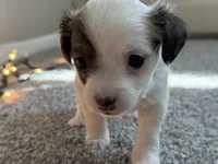 Milo, a male Chihuahua for sale in Minneapolis, MN – Photo 5 of 8