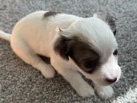 Milo, a male Chihuahua for sale in Minneapolis, MN – Photo 2 of 8