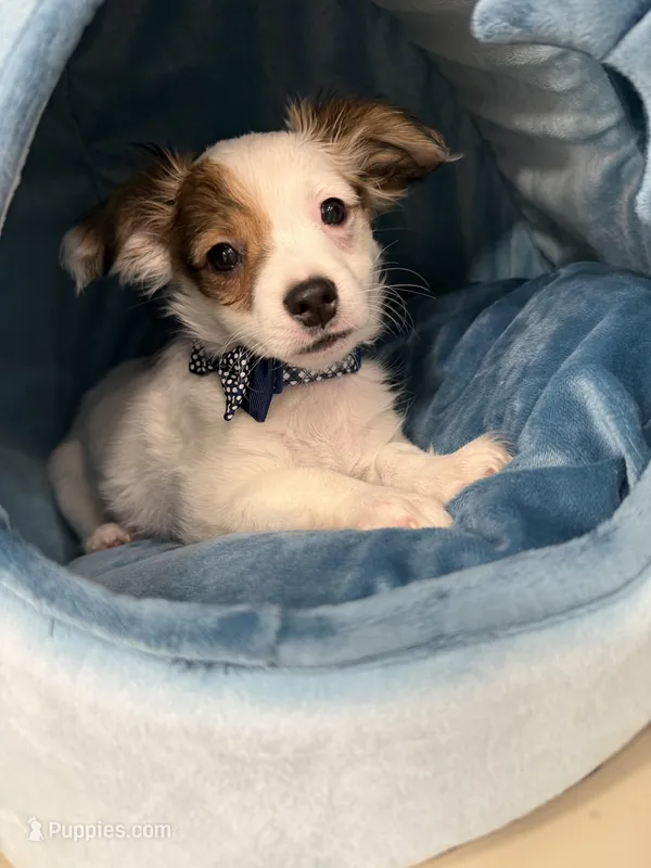 Milo – Chihuahua puppy for sale in Minneapolis, MN