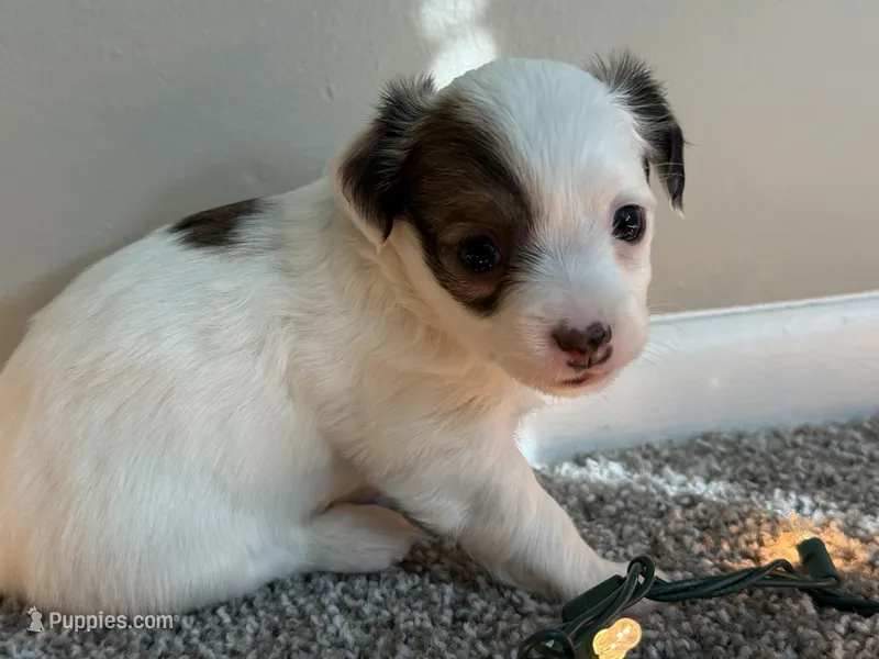 Milo – Chihuahua puppy for sale in Minneapolis, MN