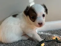 Milo, a male Chihuahua for sale in Minneapolis, MN – Photo 3 of 8