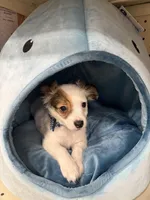 Milo, a male Chihuahua for sale in Minneapolis, MN – Photo 4 of 10