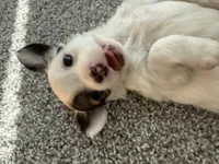 Milo, a male Chihuahua for sale in Minneapolis, MN – Photo 7 of 8