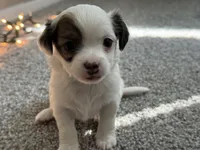 Milo, a male Chihuahua for sale in Minneapolis, MN – Photo 1 of 8