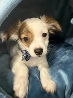 Milo, a male Chihuahua for sale in Minneapolis, MN – Photo 2 of 10