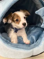 Milo, a male Chihuahua for sale in Minneapolis, MN – Photo 5 of 10