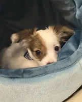 Milo, a male Chihuahua for sale in Minneapolis, MN – Photo 10 of 10