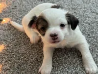 Milo, a male Chihuahua for sale in Minneapolis, MN – Photo 6 of 8