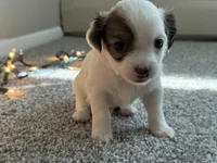 Milo, a male Chihuahua for sale in Minneapolis, MN – Photo 4 of 8