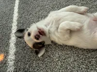 Milo, a male Chihuahua for sale in Minneapolis, MN – Photo 8 of 8