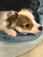 Milo, a male Chihuahua for sale in Minneapolis, MN – Photo 6 of 10