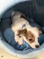 Milo, a male Chihuahua for sale in Minneapolis, MN – Photo 8 of 10