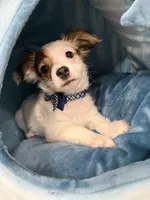 Milo, a male Chihuahua for sale in Minneapolis, MN – Photo 3 of 10