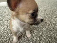 Missy, a female Chihuahua for sale in Minneapolis, MN – Photo 8 of 8