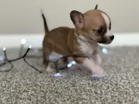 Missy, a female Chihuahua for sale in Minneapolis, MN – Photo 2 of 8