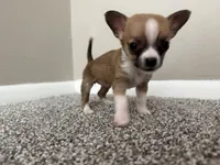 Missy, a female Chihuahua for sale in Minneapolis, MN – Photo 7 of 8