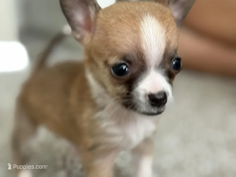 Missy – Chihuahua puppy for sale in Minneapolis, MN