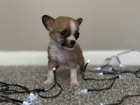 Missy, a female Chihuahua for sale in Minneapolis, MN – Photo 5 of 8