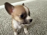 Missy, a female Chihuahua for sale in Minneapolis, MN – Photo 6 of 8