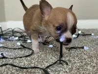 Missy, a female Chihuahua for sale in Minneapolis, MN – Photo 4 of 8