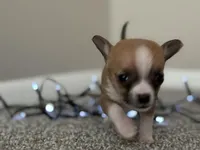 Missy, a female Chihuahua for sale in Minneapolis, MN – Photo 3 of 8