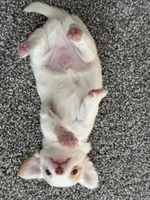 Hugo, a male Chihuahua for sale in Minneapolis, MN – Photo 8 of 9