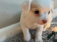 Hugo, a male Chihuahua for sale in Minneapolis, MN – Photo 2 of 9