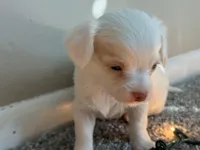 Hugo, a male Chihuahua for sale in Minneapolis, MN – Photo 3 of 9