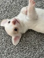 Hugo, a male Chihuahua for sale in Minneapolis, MN – Photo 7 of 9