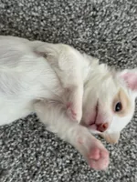 Hugo, a male Chihuahua for sale in Minneapolis, MN – Photo 4 of 9