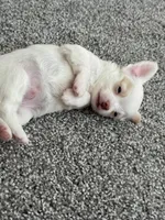 Hugo, a male Chihuahua for sale in Minneapolis, MN – Photo 9 of 9