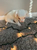 Hugo, a male Chihuahua for sale in Minneapolis, MN – Photo 5 of 9