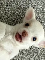 Hugo, a male Chihuahua for sale in Minneapolis, MN – Photo 6 of 9